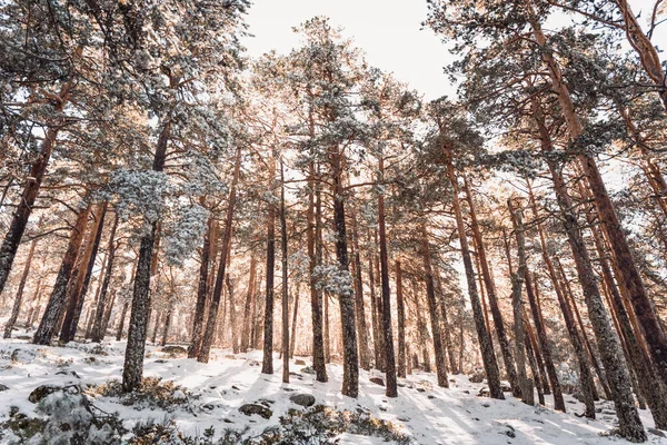 美丽的冬季风景 冰雪覆盖的树木 — 图库照片