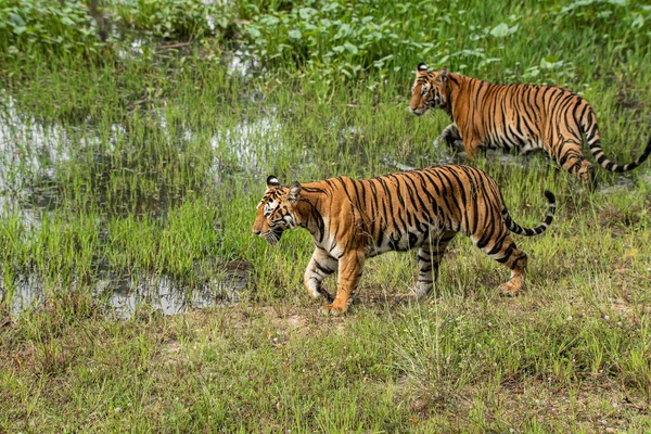 Tigre Dans Habitat Naturel — Photo