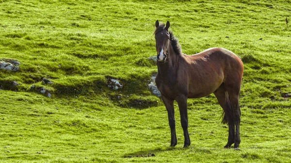 Piękne Ujęcie Konia Wypasającego Się Pastwisku — Zdjęcie stockowe