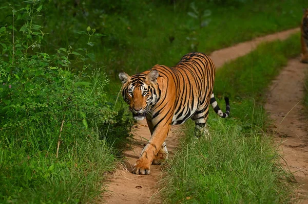 Ein Tiger Natürlichem Lebensraum — Stockfoto
