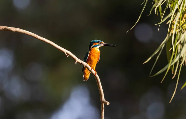 Kingfisher Alcedo Atthis Bird Wildlife Flora Fauna — Stok fotoğraf