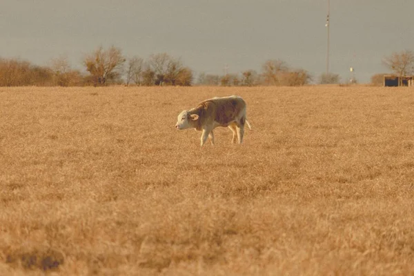 Perro Campo — Foto de Stock