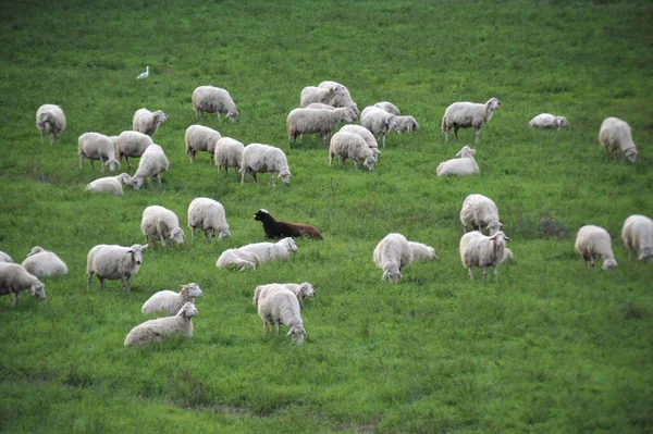 Fårflock Ängen — Stockfoto