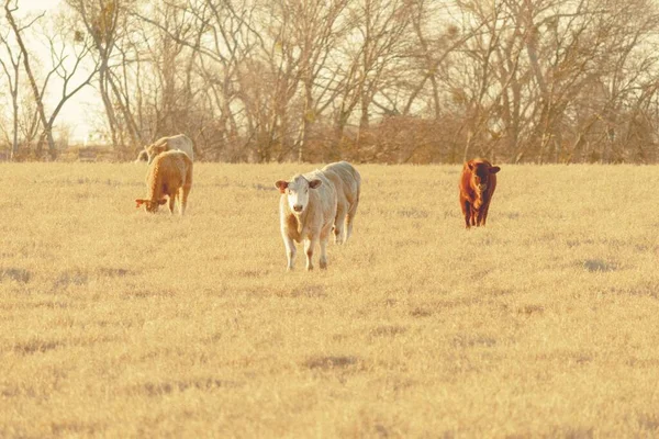 Vacas Pastando Prado —  Fotos de Stock
