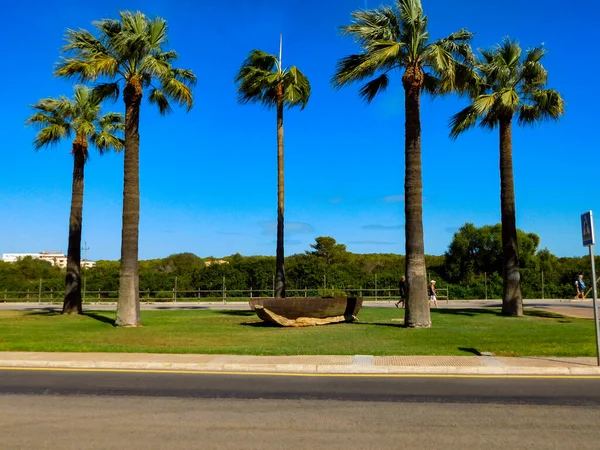 Palm Trees Park — Stock Photo, Image