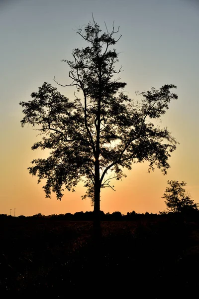 Silueta Árbol Bosque —  Fotos de Stock