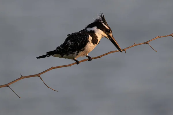 Zwart Kopvogel Een Tak — Stockfoto