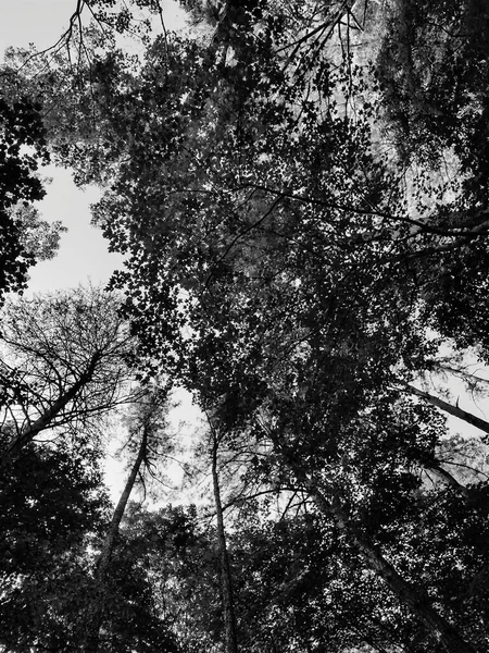 森林里的树枝 — 图库照片