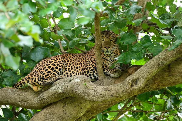 Leopardo Allo Zoo — Foto Stock