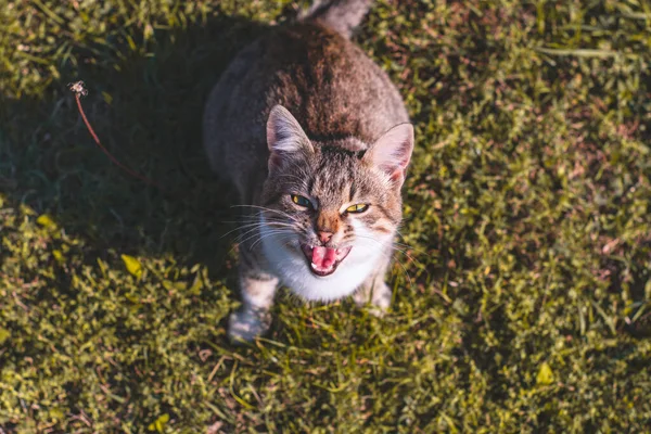 Chat Dans Rue — Photo