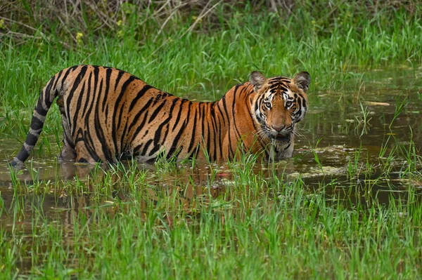 Tigre Habitat Natural — Fotografia de Stock