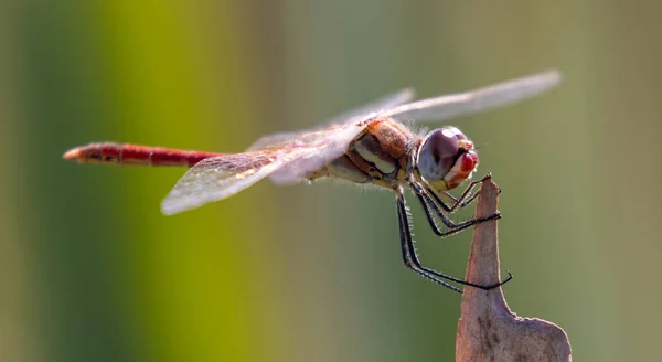 Detailní Pohled Krásný Hmyz — Stock fotografie