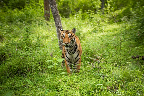 Tiger Naturlig Livsmiljö — Stockfoto