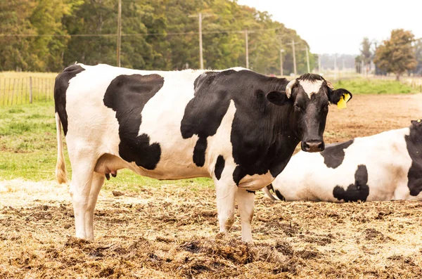 Vacas Campo — Fotografia de Stock