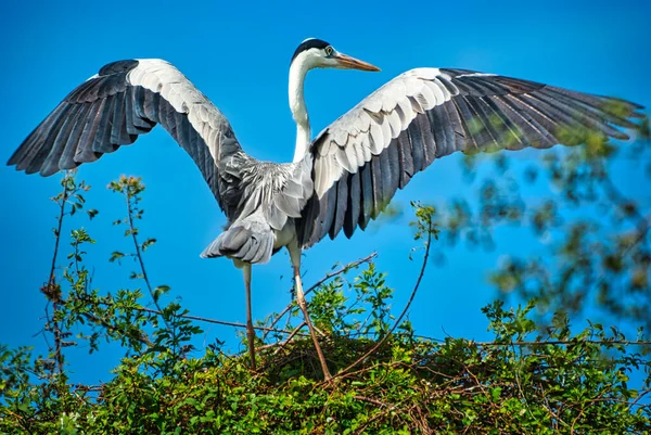 Pélican Blanc Dans Ciel — Photo