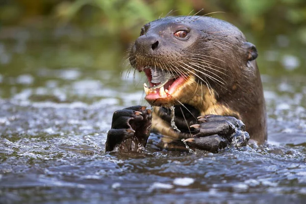 Een Close Shot Van Een Mannelijke Otter Het Water — Stockfoto