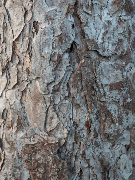 Primer Plano Una Corteza Árbol —  Fotos de Stock