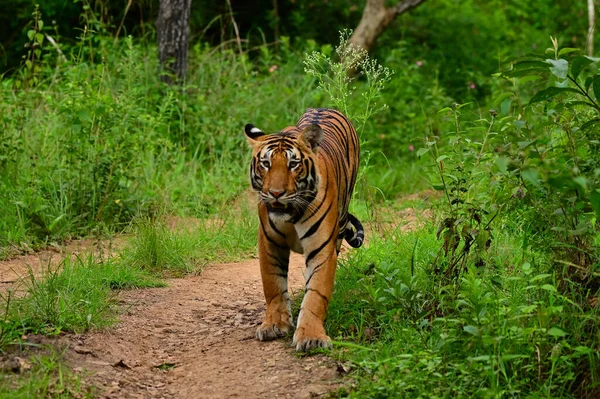 Tiger Naturlig Livsmiljö — Stockfoto