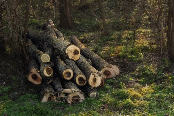 Preparation Firewood Winter Firewood Background Stacks Firewood Forest Pile Firewood — Stock Photo, Image