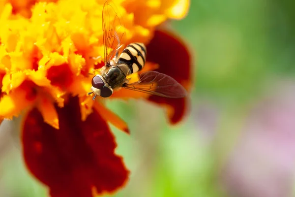 Biene Sammelt Pollen Einer Blume — Stockfoto