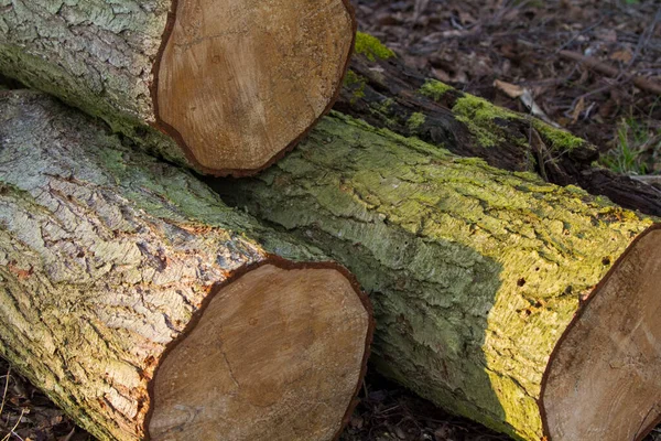 Ein Haufen Holzscheite — Stockfoto