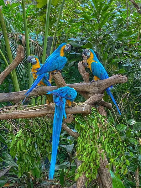 Schöne Blaue Papageien Sitzen Auf Einem Ast — Stockfoto