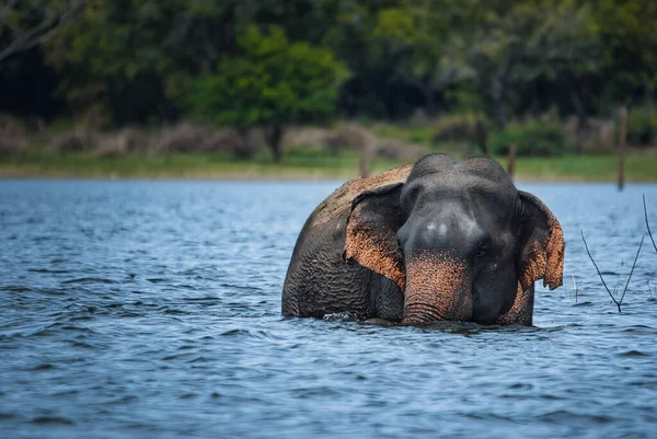 Éléphant Dans Eau — Photo