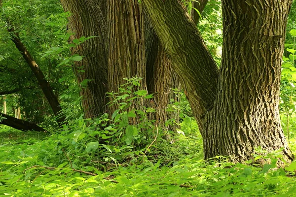Grön Skog Parken — Stockfoto
