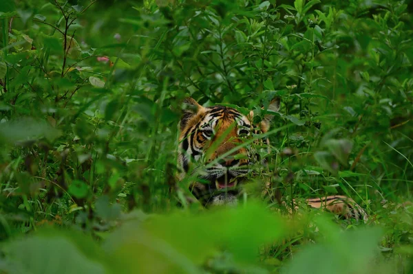 Tigre Hábitat Natural —  Fotos de Stock