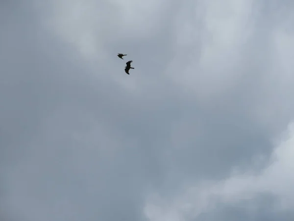 Літаючі Птахи Небі — стокове фото
