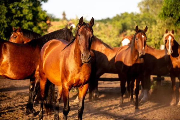 Chevaux Dans Champ — Photo