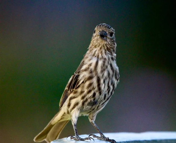 Hermoso Tiro Pájaro Joven Hábitat Natural — Foto de Stock