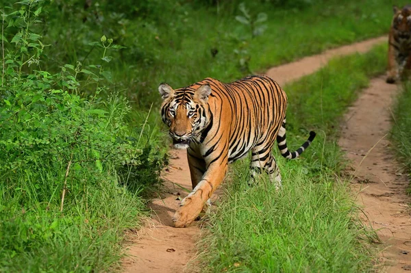 Tigre Habitat Natural — Fotografia de Stock