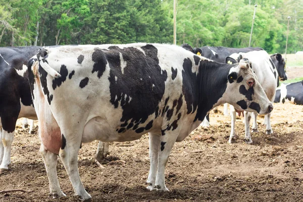 Vacas Granja —  Fotos de Stock