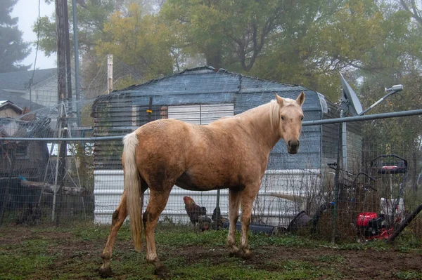 Cheval Dans Forêt — Photo