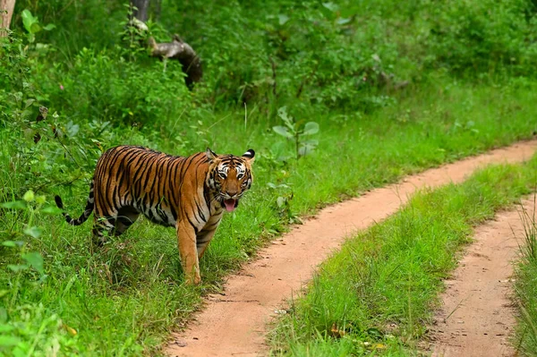 Una Tigre Habitat Naturale — Foto Stock