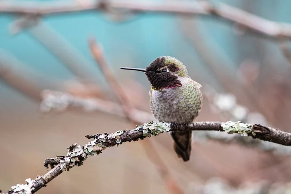 Oiseau Sur Une Branche Arbre — Photo