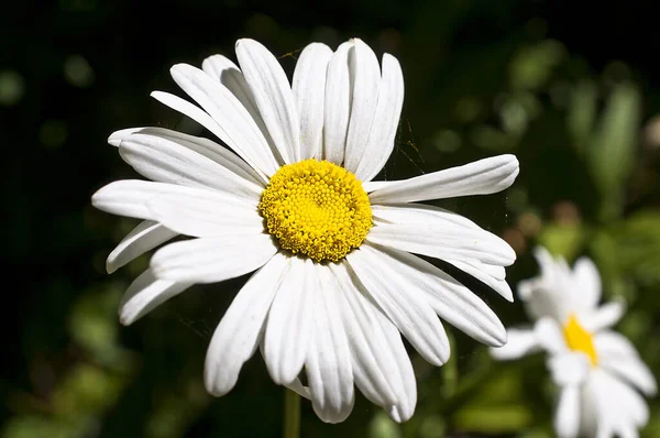 Fleur Marguerite Blanche Sur Fond Sombre — Photo