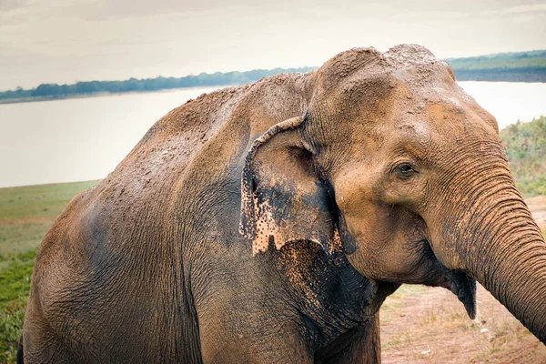 Éléphant Dans Savane Thailand — Photo