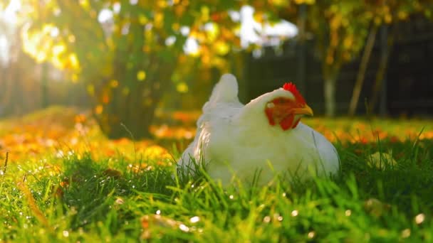 Beautiful Shot Cute Bird Green Field — Stockvideo