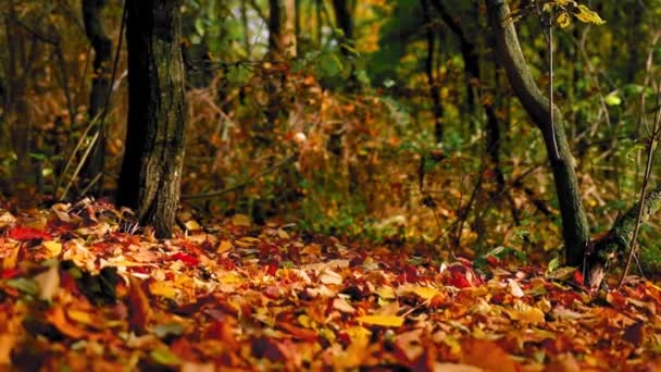 Eine Schöne Aufnahme Bunter Herbstbäume — Stockvideo