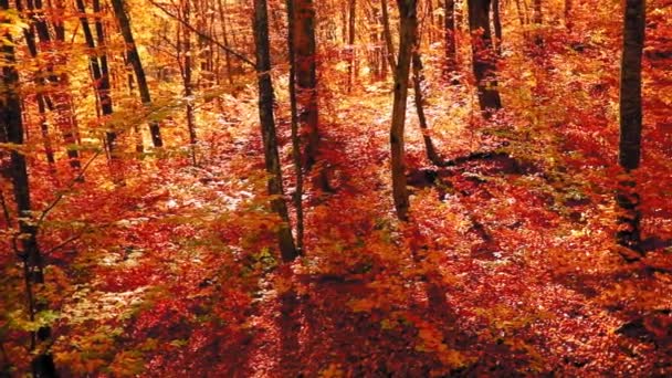 Piękne Ujęcie Kolorowych Jesiennych Drzew — Wideo stockowe