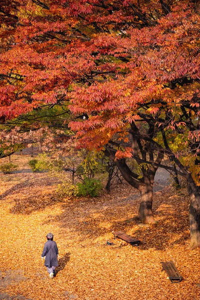 Осінній Пейзаж Деревами Листям — стокове фото