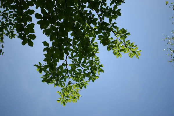 Folhas Verdes Árvore — Fotografia de Stock