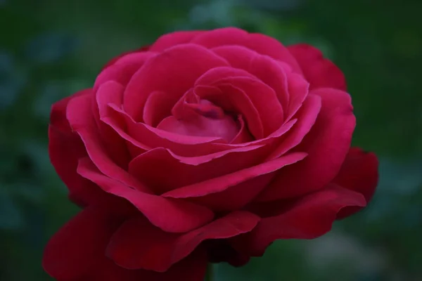 Gros Plan Une Rose Rouge Dans Jardin — Photo