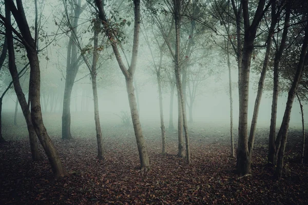 Gyönyörű Ködös Erdő Ködben — Stock Fotó