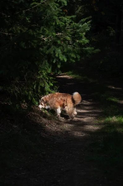 Ein Hund Wald — Stockfoto