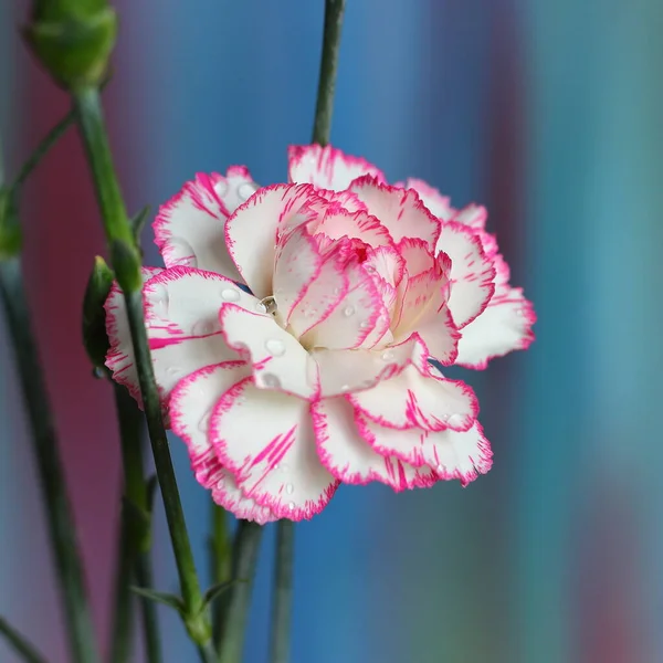 Rosa Cravo Flores Perto — Fotografia de Stock