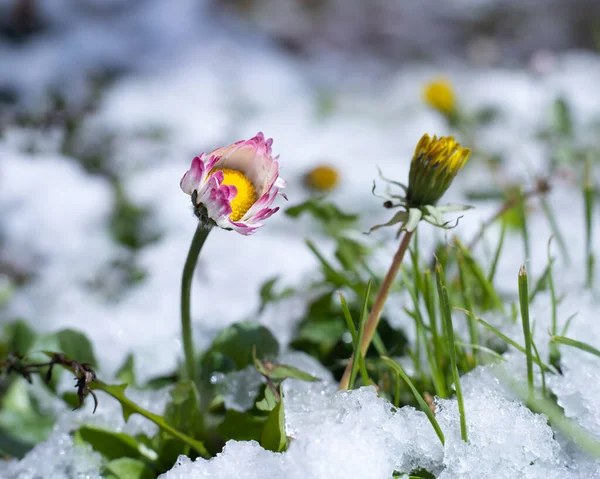 Mooie Bloemen Sneeuw — Stockfoto