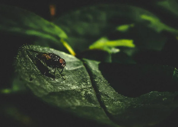 Closeup Shot Bug Green Leaf — Stock Photo, Image